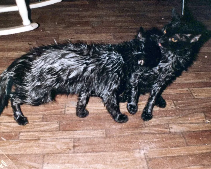 Ted’s cats, 9 of 10